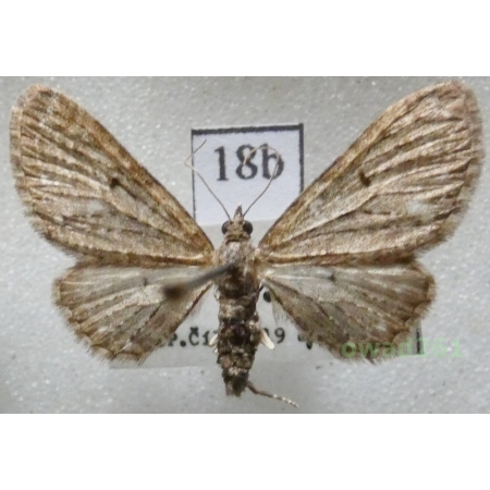 Eupithecia virgaureata Doubleday, 1861 Czech18b